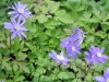 Show product details for Anemone apennina Petrovac CEH538